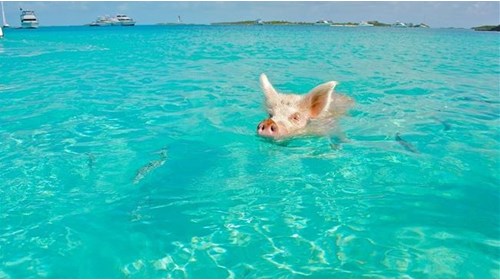 Staniel Caye swimming with pigs