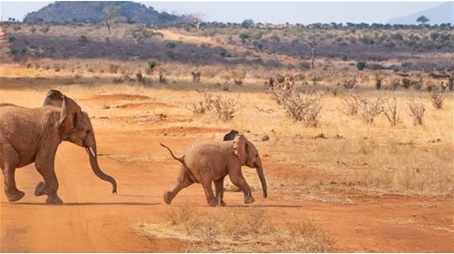 Elephants viewed on Safari