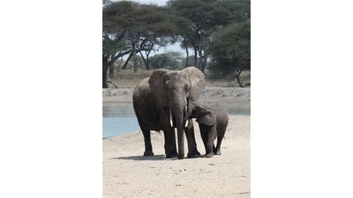 Mama & Baby Elephant in Tanzania