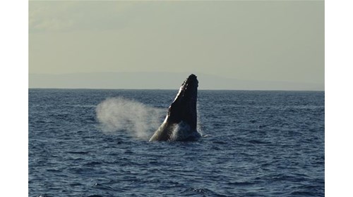 A humpback whale I captured mid-breach