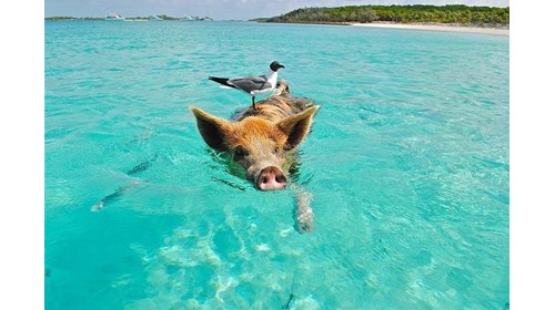 Swimming pigs, the Exumas, Bahamas