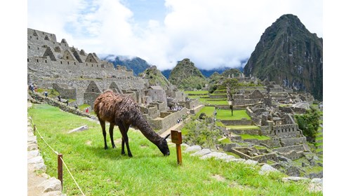 View of a llama in Machu Picchu Peru.