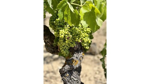 Wine Lovers: La Rioja Vineyard Visit
