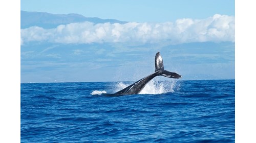 Maui - Whale watching capital!