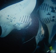 Night snorkeling with the Manta Rays in Keauhou Ba