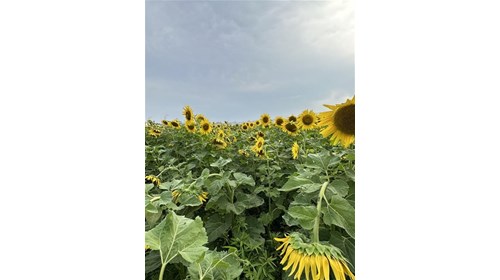 Family Adventure to the Sunflower Fields