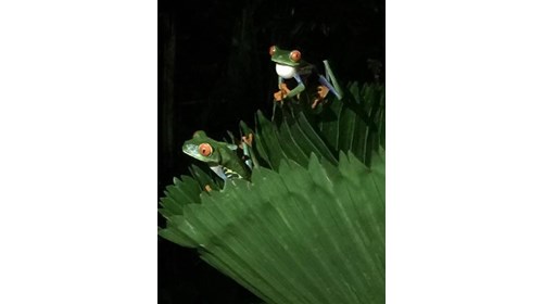 Red-Eyed Leaf Frog