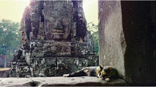 A mid-day cat nap at Angkor Thom in Cambodia. 