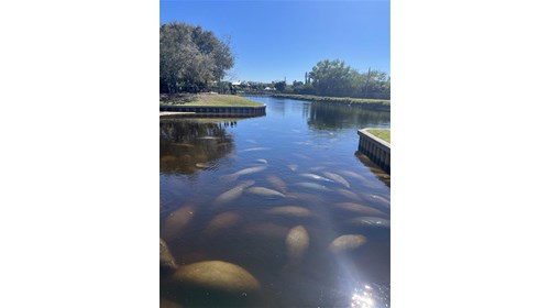 Manatees in Fort Myers, FL