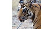 Spectacular Tiger encounter in Bandhavgar, India