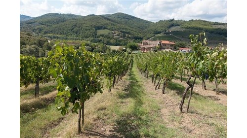 Tuscany Vineyard