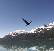 Glacier Bay, Alaska!
