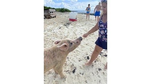 Exuma, Bahamas, feeding the piggies!