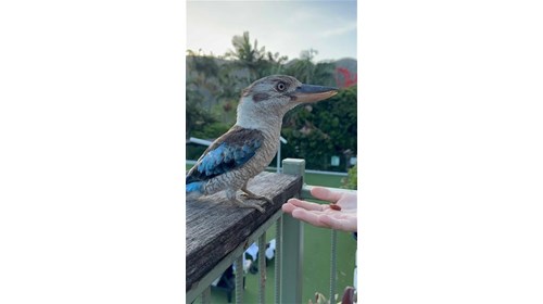 Kookaburra Encounter at Magnetic Island