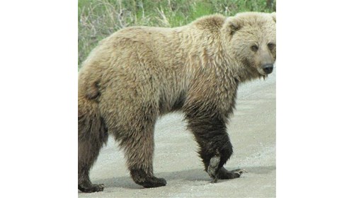 Grizzly walking down the road in Denali Park.