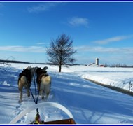 Dogsledding in Quebec