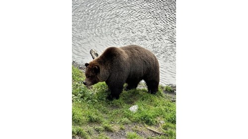Fortress of Bears