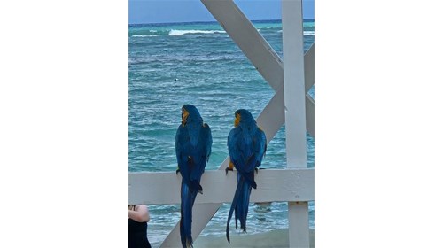 Punta Cana Birds with a luxury view