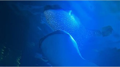 Whale Shark (Largest Living Fish Species)