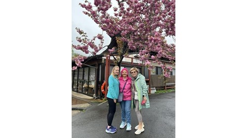 Cherry Blossoms
