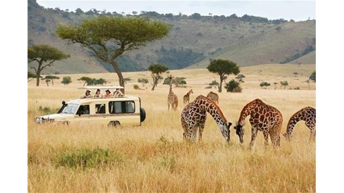 View from my African Safari