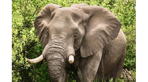 Face-to-face with majesty on the African savanna