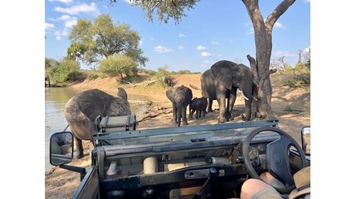 On safari in South Africa.