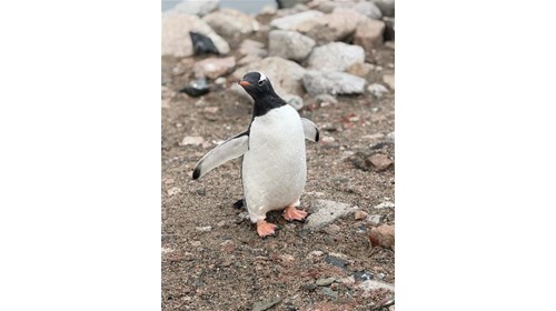 Curious Penguin!