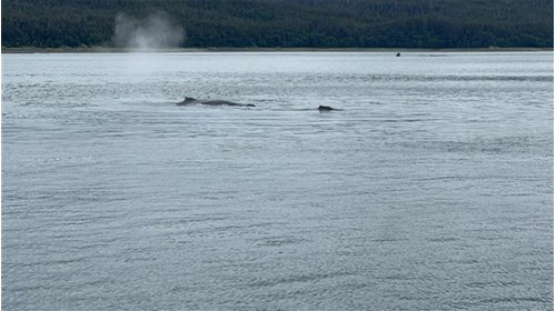 Humpback Whale while whale watching