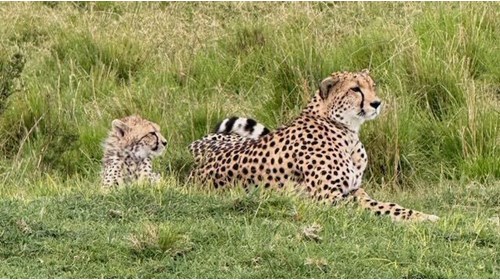 Cheetah's in the Savannah