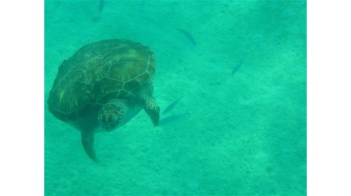 Snorkel with Turtles!