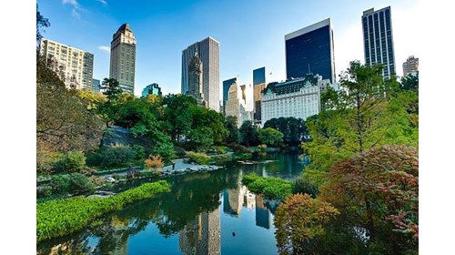 Discover nature's beauty at Central Park.