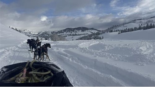 View from the sled