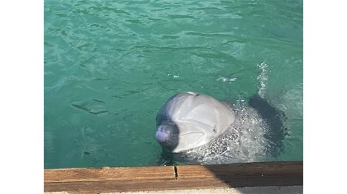 love of Dolphins 