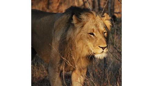 Young male lion