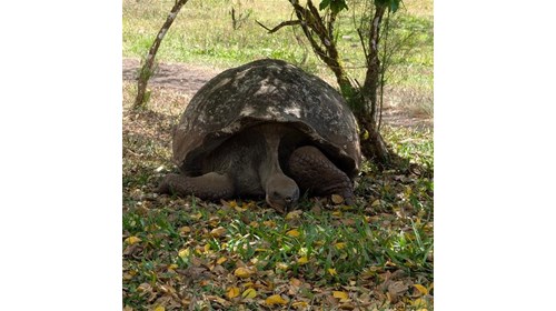 The Galapagos giant tortoise