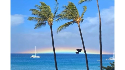 The Westin Maui - Amazing Rainbow