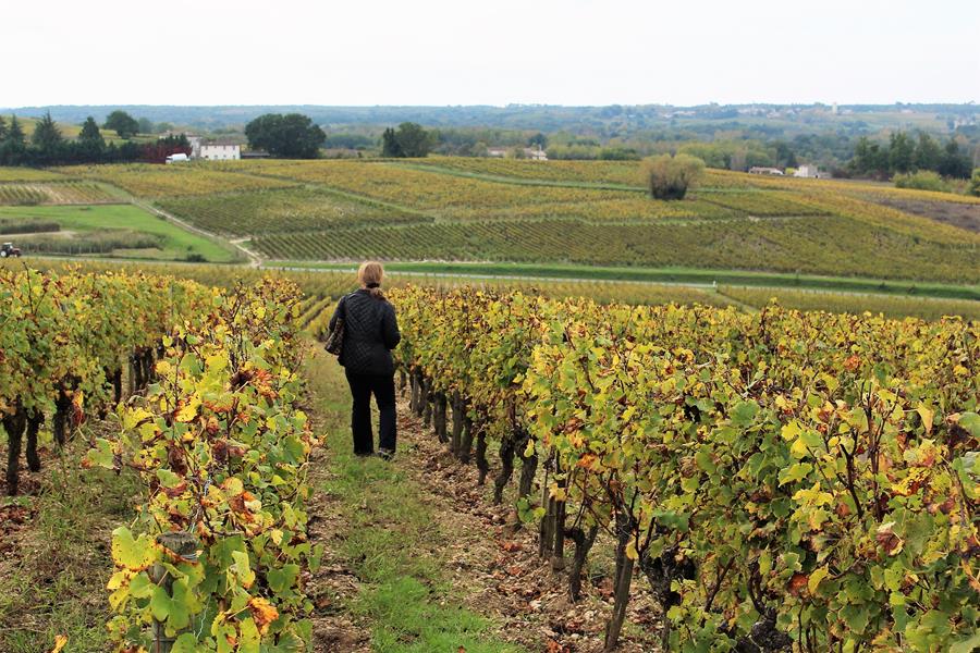 Vineyards in the Sauternais region of Bordeaux 