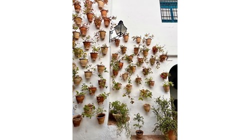 Patio de Los Gatos, Cordoba, Spain