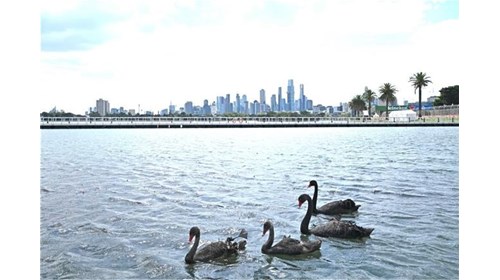 Black Swans in Melbourne