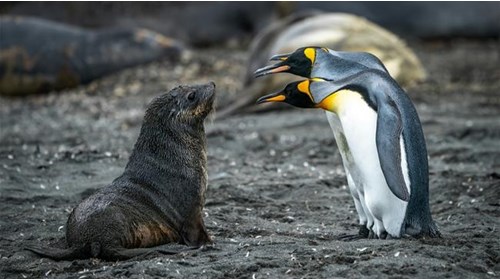 Penguins and inquisitive seal pup - South Georgia