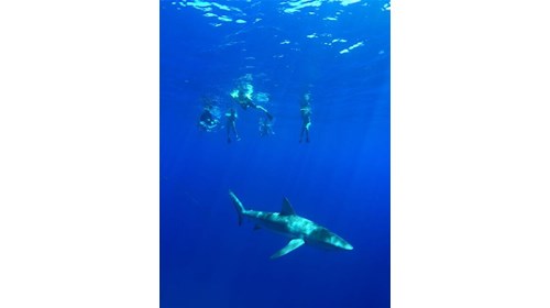 Snorkeling with the sharks in Hawaii