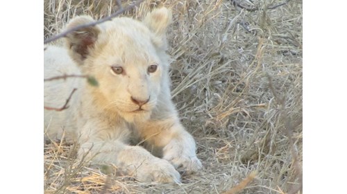 Seeing rare white lions in Timbavati-priceless!