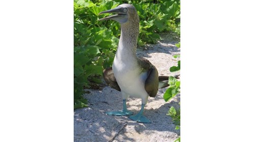 BlueFooted Boobie