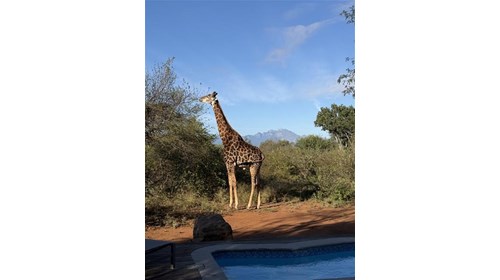 My Backyard in South Africa
