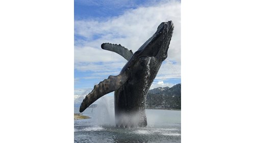 Juneau Whales Sculpture