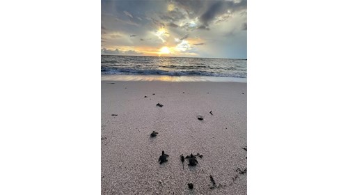 Sending new life into the Pacific