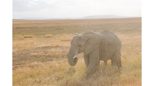 Elephants in the wild on safari in Tanzania