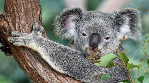 Koalas and Kiwis: Australia & New Zealand