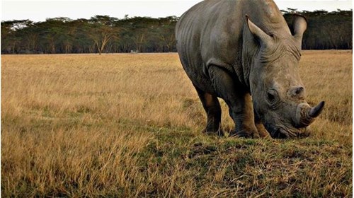 A Rhino eating grass